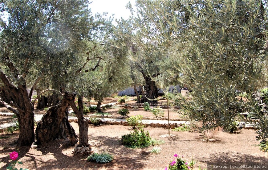 Древние оливы легендарного сада