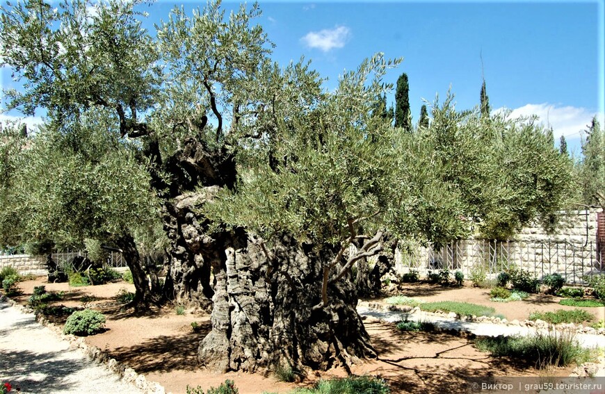 Древние оливы легендарного сада