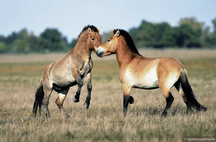 Лошадь Пржевальского. Фото из Интернета.