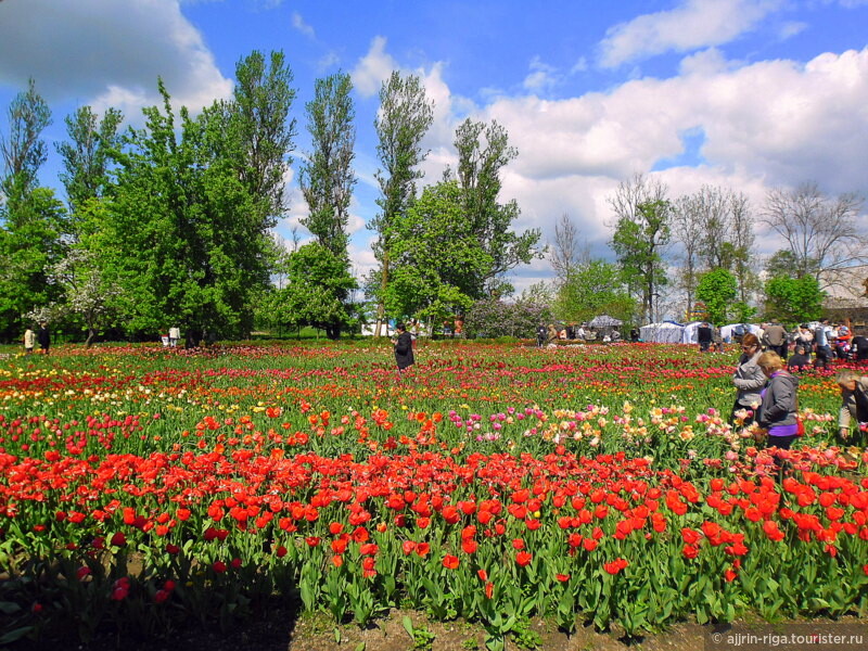 Тюльпаны поместья Бурбишкис, Литва