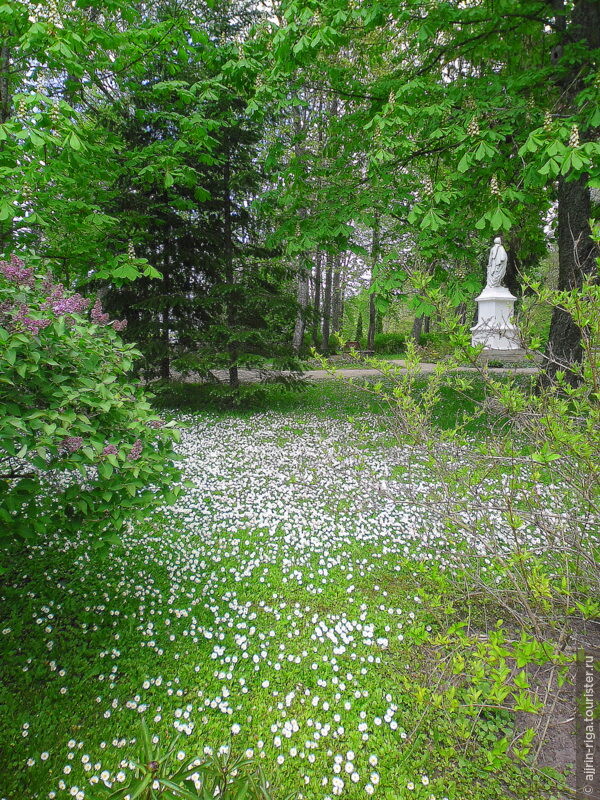 Тюльпаны поместья Бурбишкис, Литва