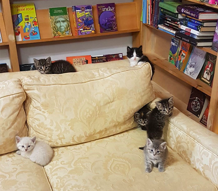 Фото-история о книжном магазине в Канаде, где поселились очаровательные кошечки, которых можно забрать к себе домой