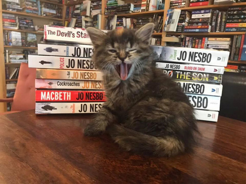Фото-история о книжном магазине в Канаде, где поселились очаровательные кошечки, которых можно забрать к себе домой