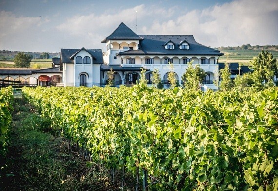 По следам древней винной дороге Румынии: Винный путь и винодельни Dealu Mare