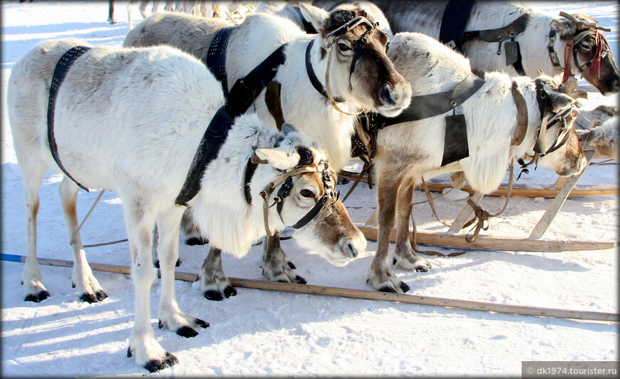 Западно-Сибирский вояж, ч.3 — Когалым