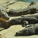 Крокодиловая ферма Джербы