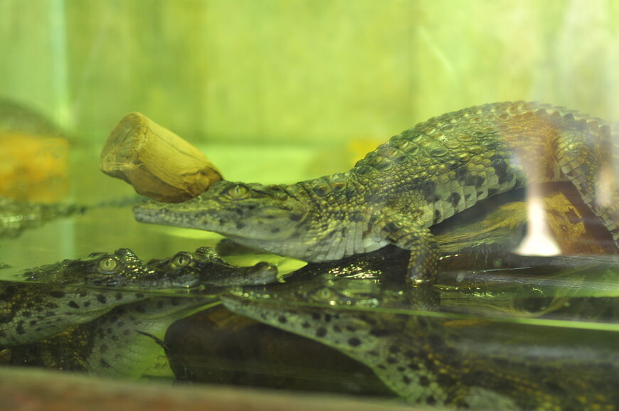 Маленьких крокодилов держат отдельно от взрослых особей.
