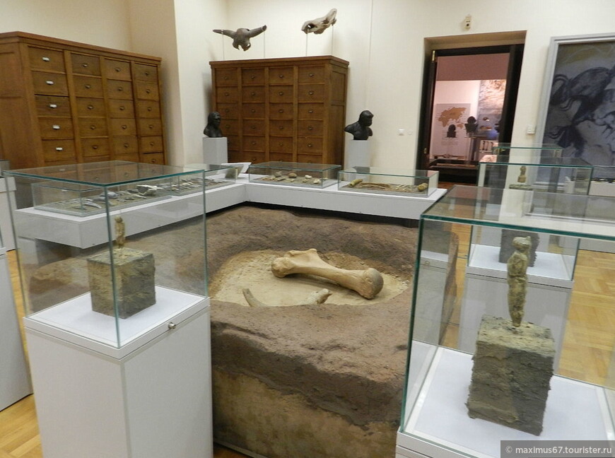 Музей антропологии