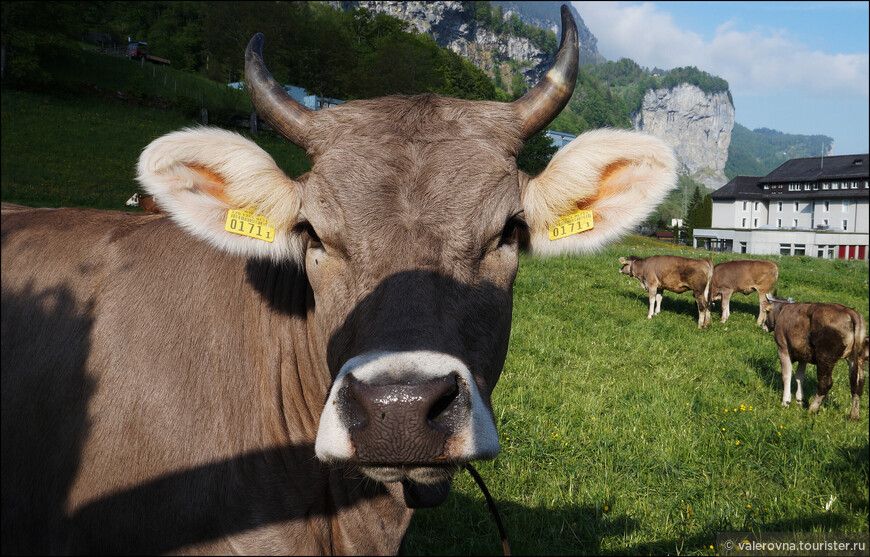 Бурёнки очень общительные. Видела ролик на ютюбе - на швейцарских фермах есть приспособления - крутящиеся щётки, коровки трут о них свои бока, релаксируя. Поэтому их молоко такое вкусное.