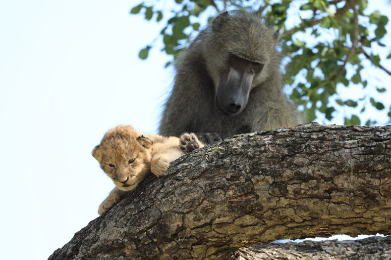 «Король Лев» существует на самом деле: фото бабуина, который забрался с маленьким львенком на дерево