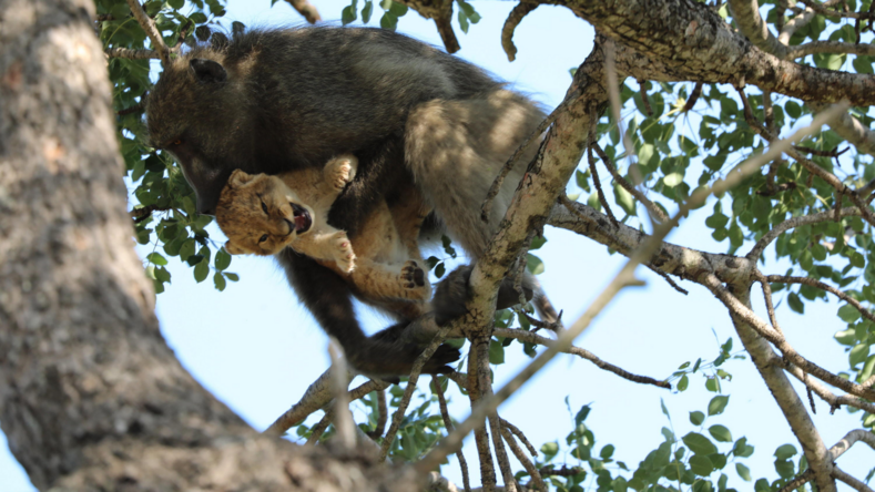 «Король Лев» существует на самом деле: фото бабуина, который забрался с маленьким львенком на дерево
