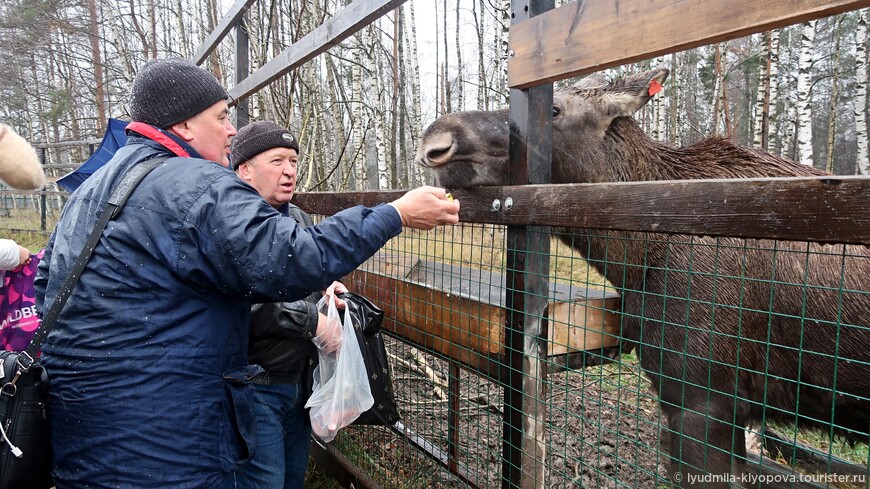 Где в Москве можно погладить лося