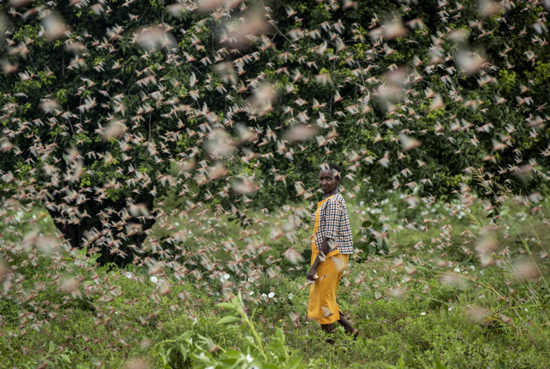 Самое крупное нашествие саранчи за последние десятилетия: фото аномального и беспощадного вторжения насекомых в Африке