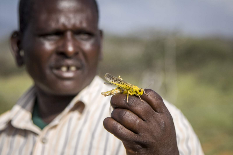 Самое крупное нашествие саранчи за последние десятилетия: фото аномального и беспощадного вторжения насекомых в Африке