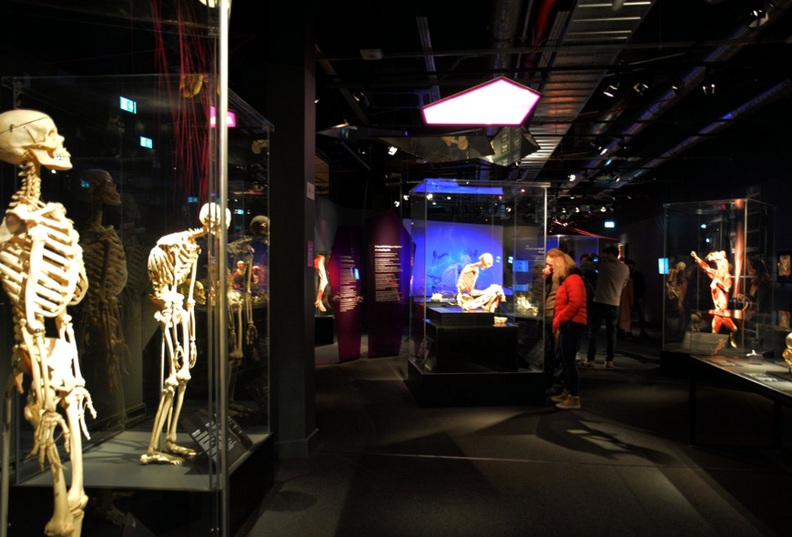 Музей человеческого тела MeMu