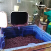 Процесс брожения и изготовления вин