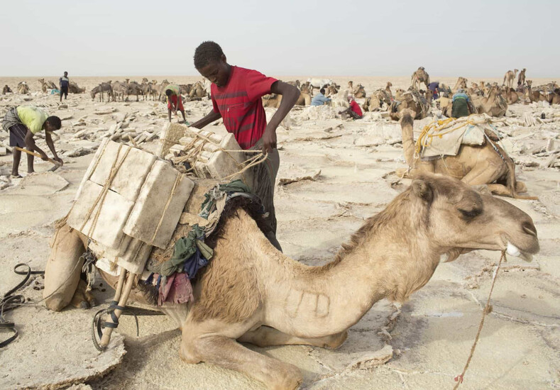 Работа под палящим солнцем в пустыне с вулканами: фото о том, как в Африке добывают соль