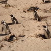 Африканские пингвины Джекэс