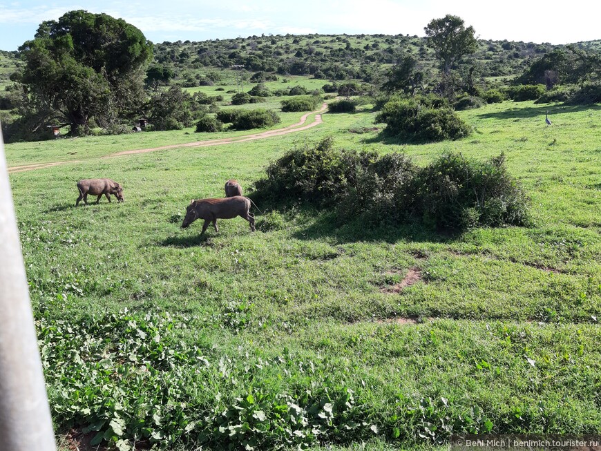 ЮАР. Сафари в парках Аддо и Schotia Safari Private Game