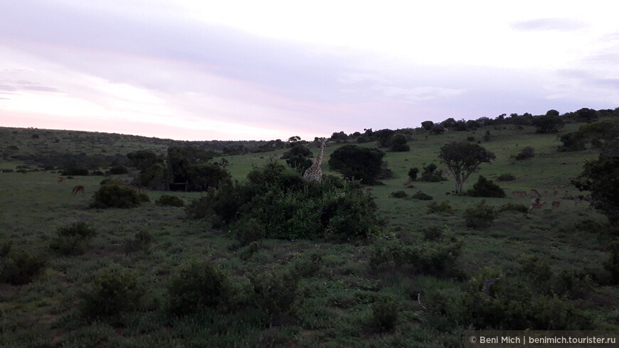 ЮАР. Сафари в парках Аддо и Schotia Safari Private Game
