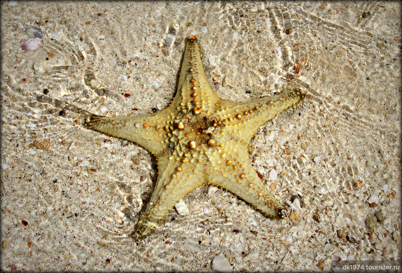 Звёзды острова Занзибар