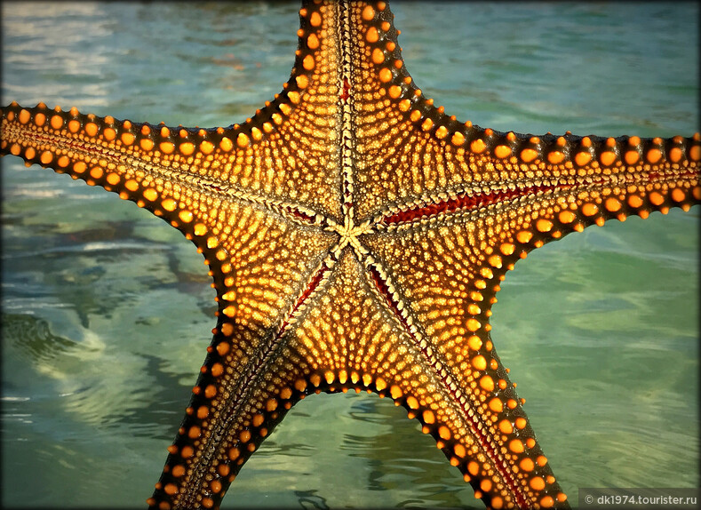 Звёзды острова Занзибар
