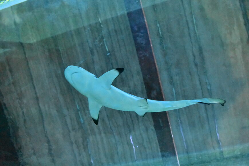 Небольшие акулы в ближайшем будущем вырастут до 2 метров