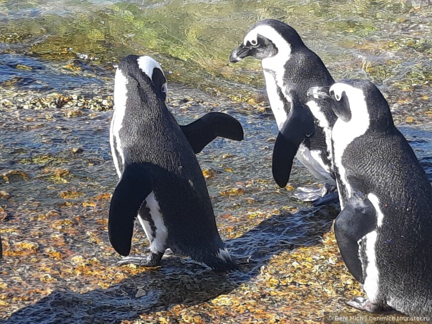 ЮАР. Мыс Доброй Надежды. Пингвины и морские котики. Продолжение путешествия