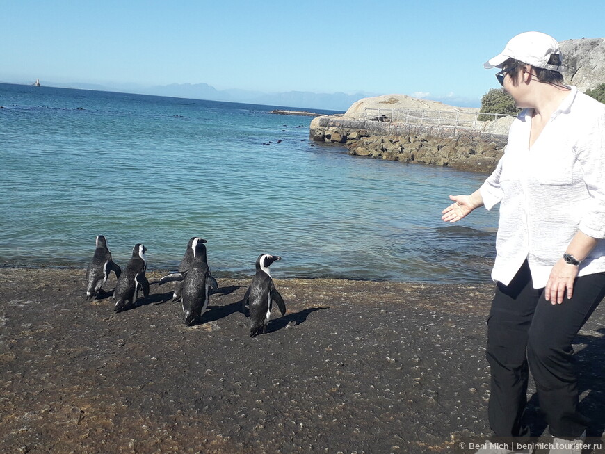ЮАР. Мыс Доброй Надежды. Пингвины и морские котики. Продолжение путешествия