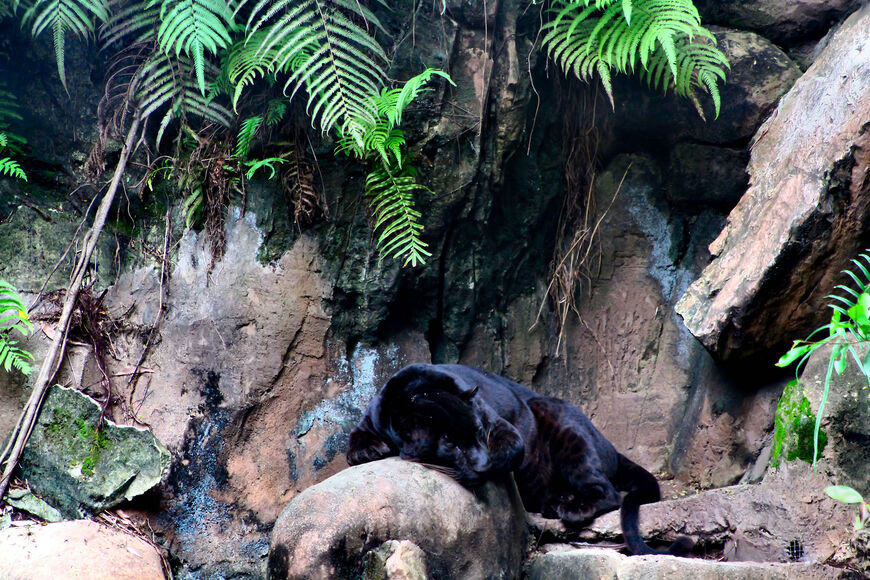 WildLife Park – просторный зоопарк в сердце джунглей