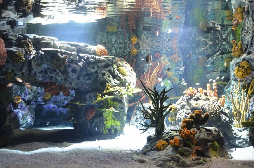 Жизнь в аквариуме