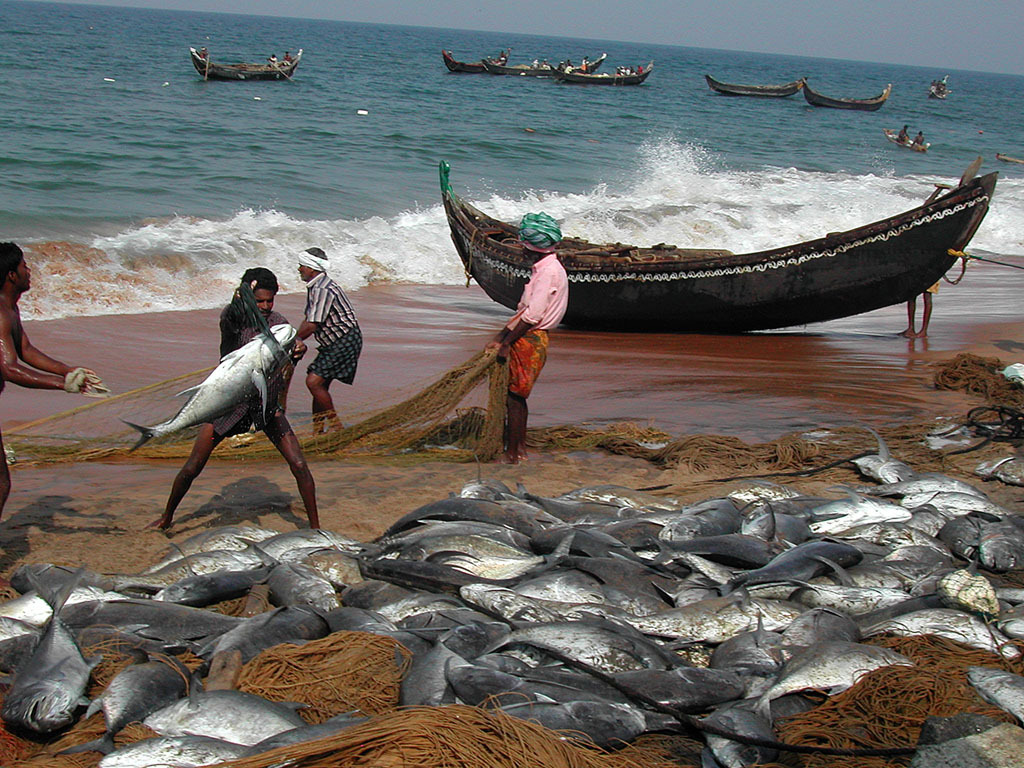 В африке живут рыбы. Рыболовство в индийском океане. Рыбы индийского океана. Рыболовный промысел в индийском океане. Лов рыбы в океане.