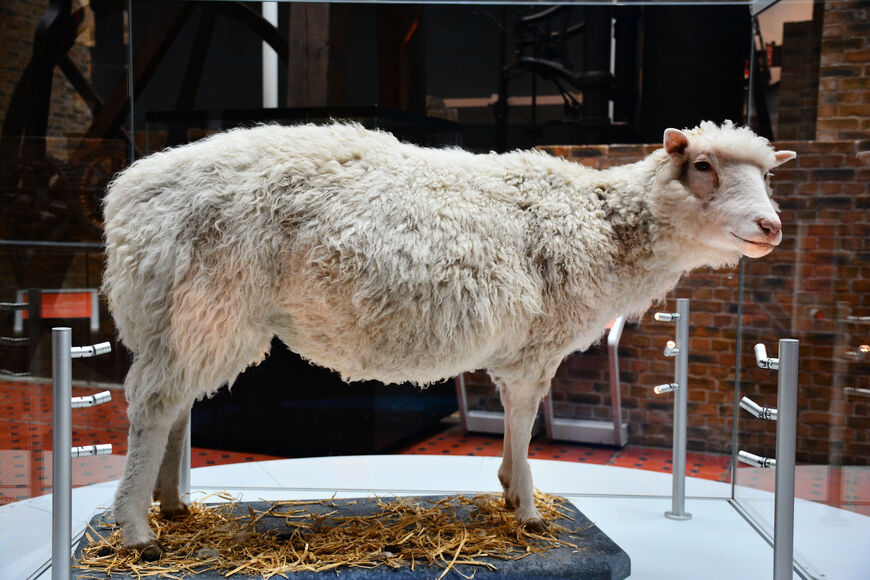 Чучело овечки Долли - первого клона в мире