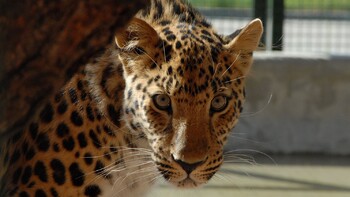 Зоопарк Москвы 8 марта пустит бесплатно женщин в одежде с леопардовым принтом