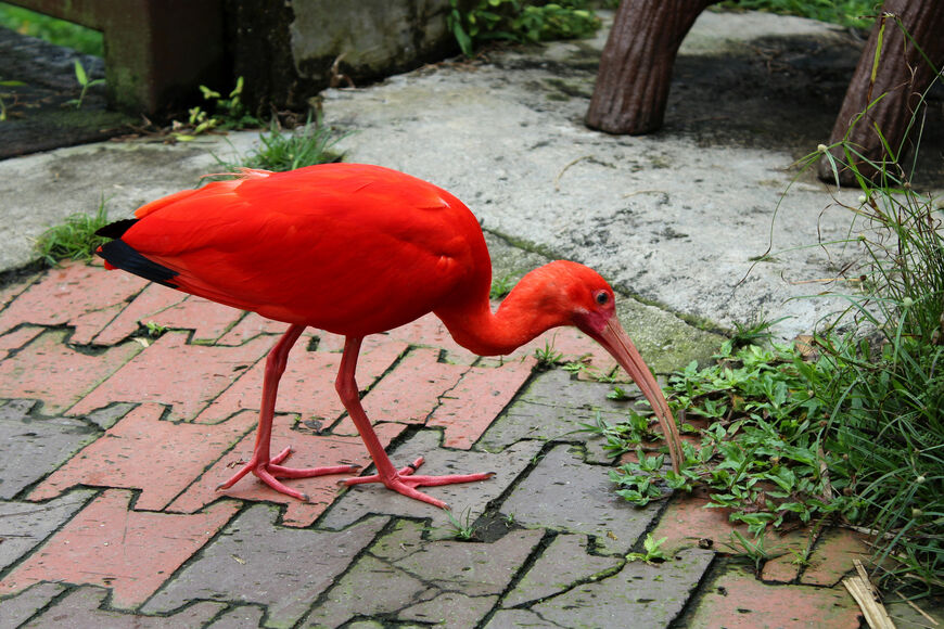 Парк птиц (Bird Park)