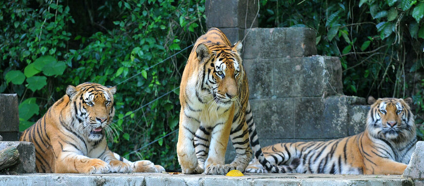 Обитатели парка тигров