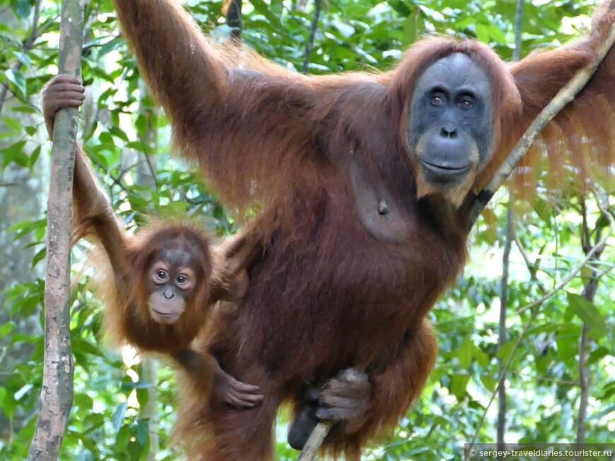В джунглях Суматры. На встречу с орангутаном