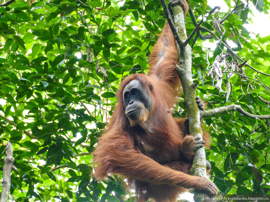 В джунглях Суматры. На встречу с орангутаном