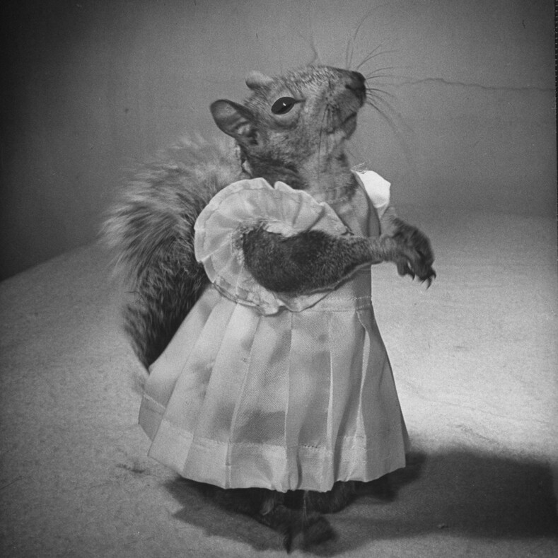 Фото 80-летней давности: как выглядело первое в мире животное-фотомодель (бельчонок, покоривший сердца миллионов)