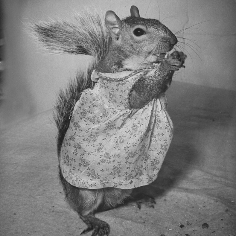 Фото 80-летней давности: как выглядело первое в мире животное-фотомодель (бельчонок, покоривший сердца миллионов)