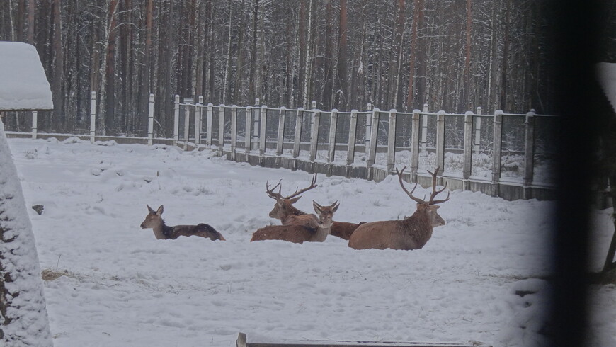 Один день в зимней Беловежской пуще (фото + видео)