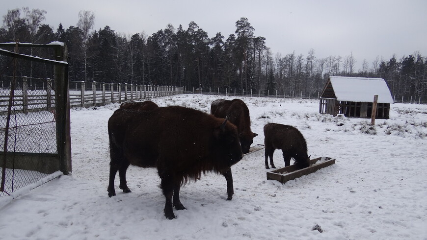 Один день в зимней Беловежской пуще (фото + видео)