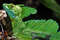 Изумрудный шлемоносный василиск, Basiliscus plumifrons, Plumed basilisk