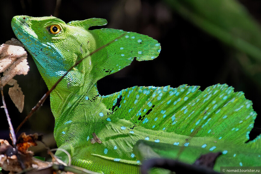 Изумрудный шлемоносный василиск, Basiliscus plumifrons, Plumed basilisk