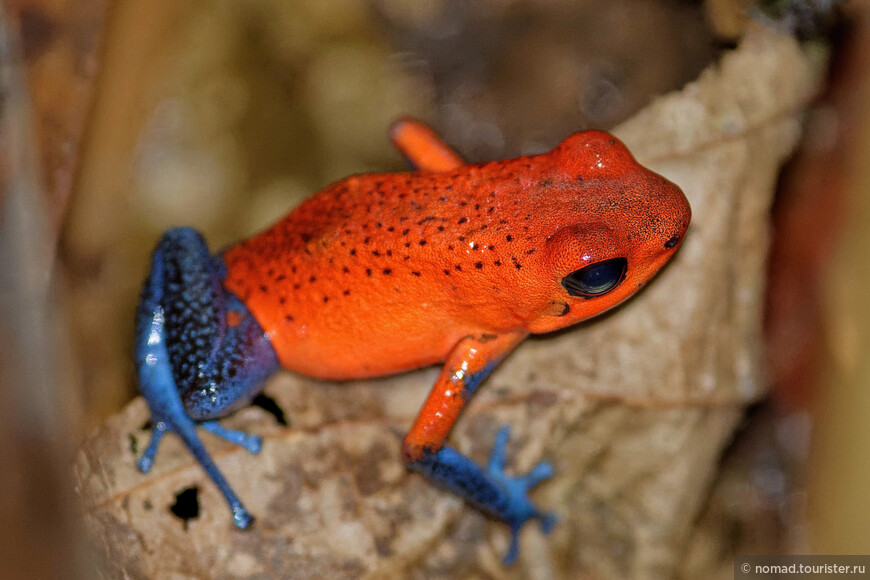 Маленький древолаз, Oophaga pumilio, Strawberry poison-dart frog