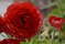 Гюльхане: Дом тюльпанов и роз