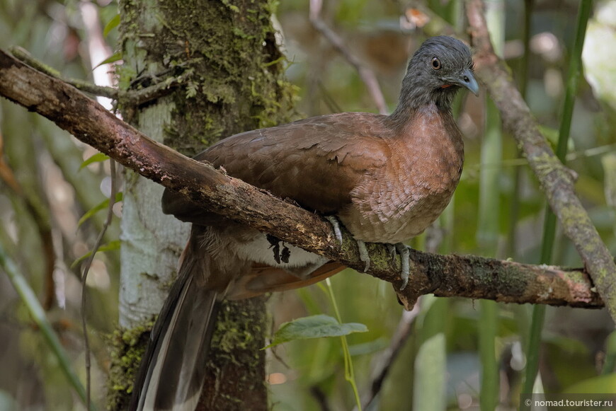 Сероголовая чачалака, Ortalis cinereiceps, Grey-headed Chachalaca