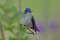 Фиолетовоголовый клаис, Klais guimeti merrittii, Violet-headed Hummingbird