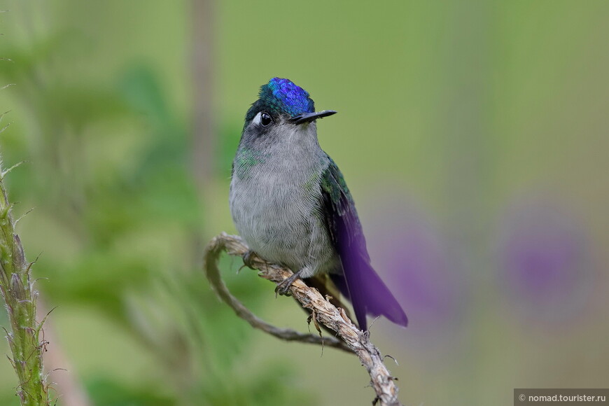 Фиолетовоголовый клаис, Klais guimeti merrittii, Violet-headed Hummingbird