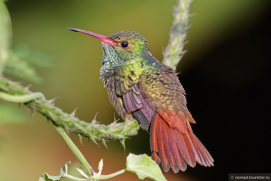 Гобакская амазилия, Amazilia tzacatl tzacatl, Rufous-tailed Hummingbird